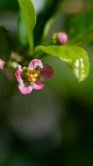 Acerola Flower - Delicate Blossom with Fresh Green Leaves in Nature