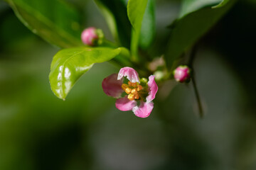 Acerola Flower - Delicate Blossom with Fresh Green Leaves in Nature
