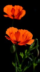 Fototapeta premium Vibrant orange poppy flowers in dark background setting