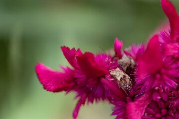 Flower Garden  - Vibrant Pink Celosia with Visiting Insect in Macro Photography