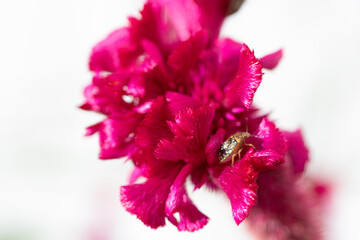 Flower Garden  - Vibrant Pink Celosia with Visiting Insect in Macro Photography