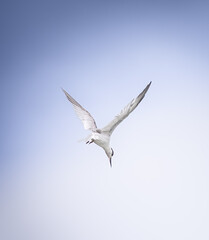 Seabird captured mid-dive with wings fully extended, pointing straight down towards the water. A...