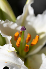 White Lily in Closeup with Bright Orange Stamens at Garden