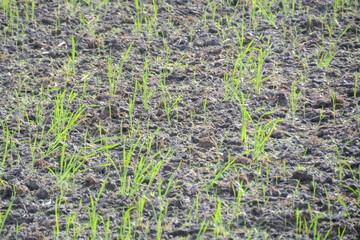 A vibrant close-up of bright green seedlings emerging from dark, fertile soil, symbolizing growth, renewal, and the start of a new agricultural cycle.