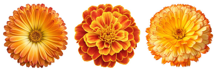 Set of A Marigold with a fringed edge and a gradient of top view isolated on a transparent background