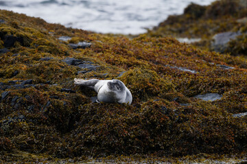 Harbor Seal Relaxing on Seaweed-Covered Rocks