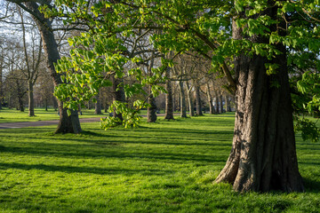 Obraz premium London Park with Green Grass and Trees under Spring Sunshine