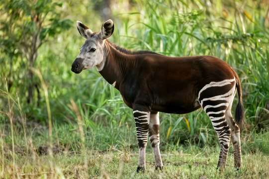 okapi also known as forest giraffe congolese giraffe zebra concept okapi también conocido como jirafa del bosque jirafa congoleña cebra okapi également connu sous le nom de girafe des forêts girafe