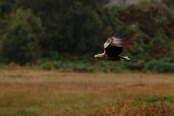 White-Tailed Eagle Gliding over Scottish Grasslands