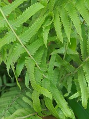 green fern leaves