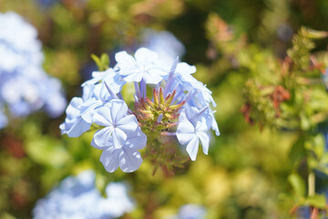 A close-up showcases delicate blue flowers with a soft, blurred background of green foliage. The image highlights the flower's intricate details and gentle color.