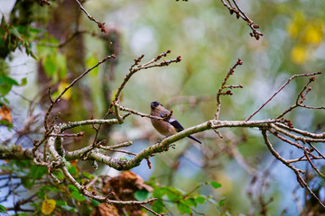 Female Bullfinch Perched on Branch in Woodland