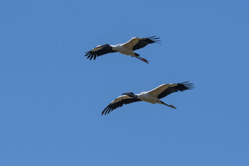 Jabiru Stork, in flight, La Estrella Marsh, Formosa Province, Argentina.