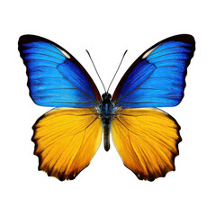  yellow blue butterfly isolated on white or transparent