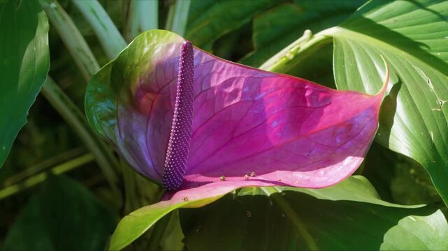 close up shot of a, glossy pink Anthurium Flamingo Flower with its distinctive spadix, thriving amidst lush tropical greenery in a Hawaiian botanical garden. This vibrant bloom captures the essence of