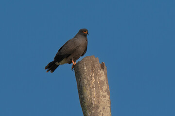 Snail Kite , Ibera Marsh National Park , Corrientes  province, Patagonia , Argentina.