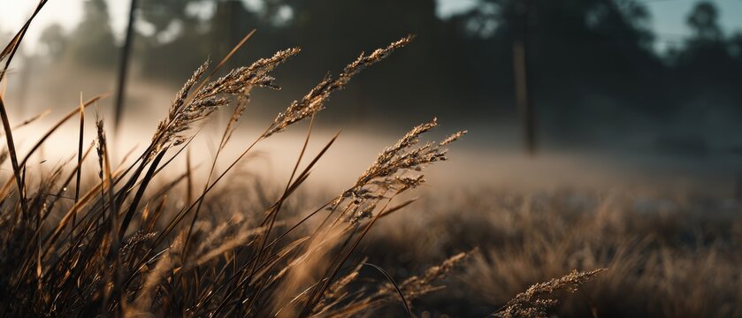 Golden hour light on wild grass in a misty field at dawn Serene nature scene with dew drops and soft focus Concept of tranquility, autumn, and rural landscape
