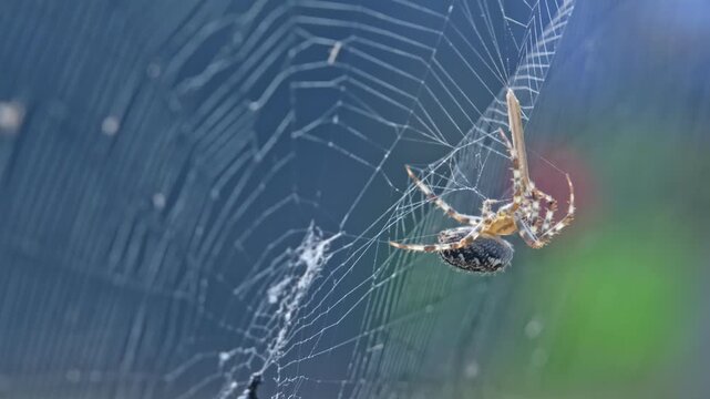 European Garden Spider Cross Orbweaver Araneus Diadematus Removing Piece of Grass Straw Caught in Spiderweb
