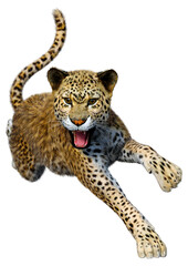 3D Rendering Big Cat Leopard on White