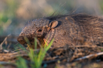 Armadillo in Pampas countryside environment, La Pampa Province, Argentina.
