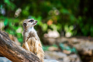 Meerkat Standing Alert on a Log with Green Natural Background
