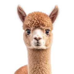 Wandcirkels Lama Portrait of a cute baby alpaca front view isolated on transparent background.  © MDASHIR