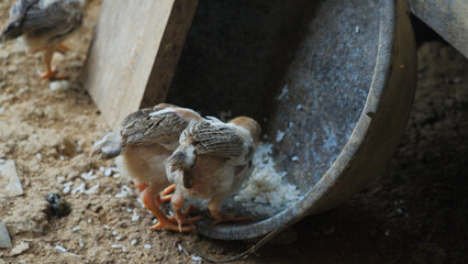 Baby Chicks Eating Rice on the Ground