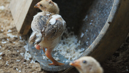 Baby Chicks Eating Rice on the Ground