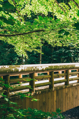 Fototapeta premium 青森県 奥入瀬渓流 森の中の遊歩道 木漏れ日