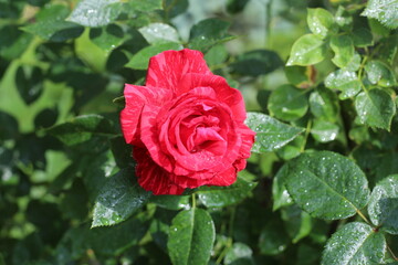 red rose in garden
