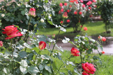 red poppies in the garden