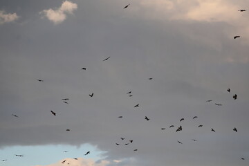 Large flock of crows flying in the sky – black birds in motion