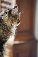 Maine Coon Katze in ihrem Zuhause