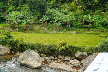 Lush greenery surrounds terraced rice paddies and a flowing stream, creating a serene natural landscape. Tropical foliage and stones compose a fresh scenic view, isolated in white background.