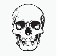 human skull