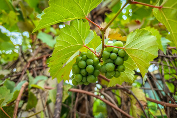 A vibrant cluster of unripe green grapes hangs from a vine, surrounded by lush leaves, hinting at future sweetness.