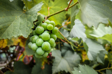 A vibrant cluster of unripe green grapes hangs from a vine, surrounded by lush leaves, hinting at future sweetness.