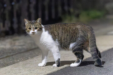 野良猫