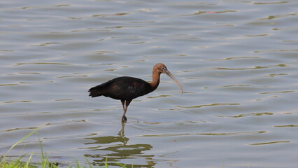 Glossy Ibis (Plegadis falcinellus)