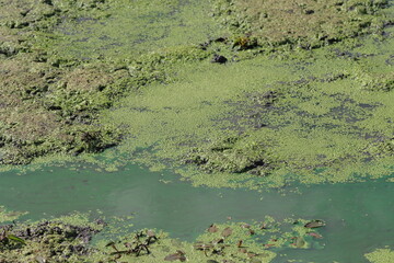 Duckweed floating on the surface of the pond in the summer