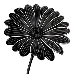 Detailed black and white illustration of a daisy flower
