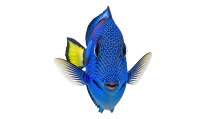 Isolated regal blue tang fish swimming towards camera, beautiful ocean saltwater aquarium animal © Sergiu