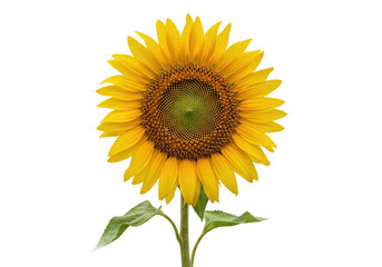 Fototapeta premium Bright sunflower standing tall against a plain background, showcasing its vibrant petals and seeds
