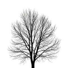 Detailed black and white silhouette of a dense deciduous tree isolated on transparent background