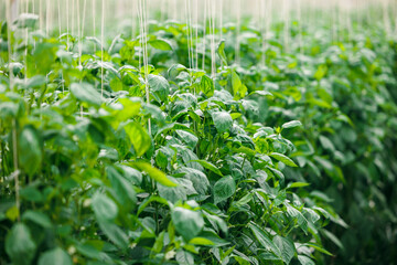 Fototapeta premium Lush green pepper plants in rows at a sustainable greenhouse farm