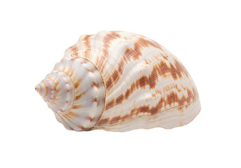 Obraz premium Close-up of a beautifully patterned seashell showcasing intricate details and textures, isolated on a white background, ideal for educational and decorative purposes