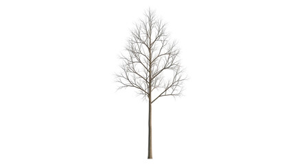 Isolated narrow bare tree, tall deciduous shape in winter, no leaves, studio shot