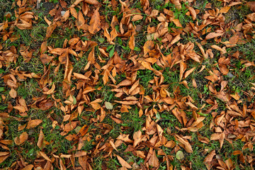 Autumn dry leaves on grass