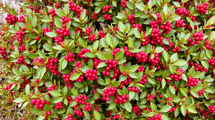 Low-growing shrub covered in small red berries, low growing, arctostaphylos uva ursi, kinnikinnick
