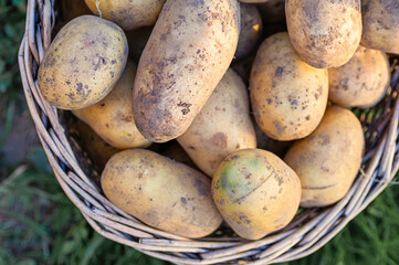 organic potato harvest in wicker basket closeup